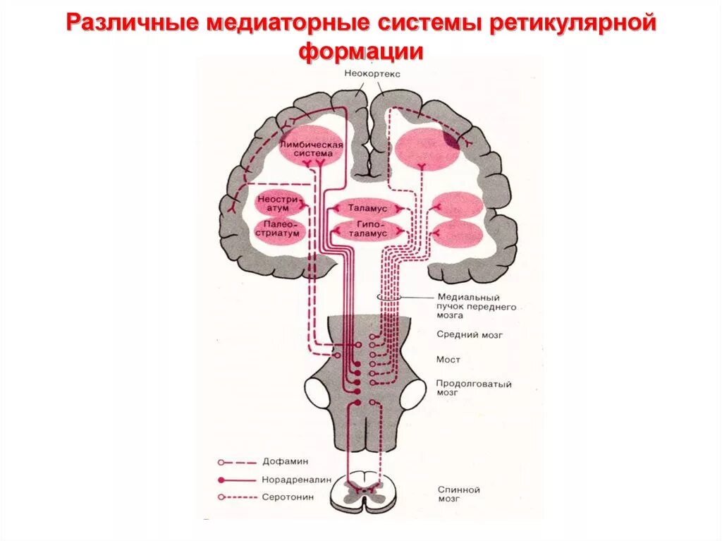 Ядра ретикулярной формации функции. Строение ретикулярной формации схема. Медиальная зона ретикулярной формации. Проводящие пути ретикулярной формации.