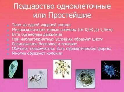 Каковы общие признаки одноклеточных эукариот
