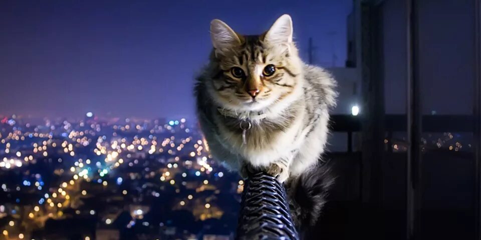 Коты иг. Крутые коты. крутой кот. смелая кошка. кот на перилах.