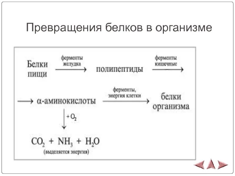 Превращение белков в организме схема. Превращение белков пищи в организме. Составить схему превращения белков в организме человека.. Преобразование белков в организме. Преобразование белка