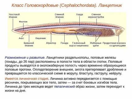 Класс ланцетники строение покровов тела