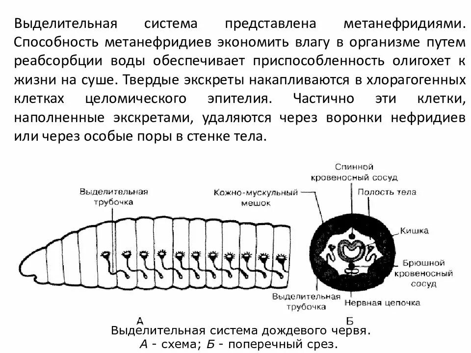 Метанефридии кольчатых червей. Механизм работы выделительной системы у кольчатых червей. Тип выделительной системы кольчатых червей. Метанефридии строение. Выделительная система метанефридии.
