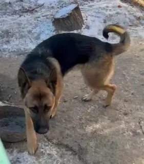 Қынаптың суретін көрсетіңіз