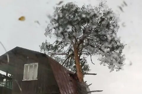 Сосны падают
