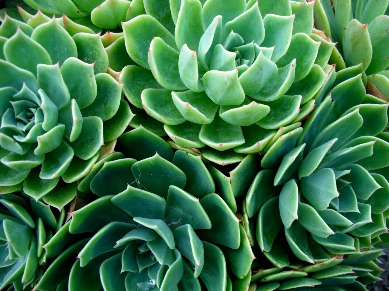 Листья растений. Сочная зеленая трава. Греен листья фон. Зелёные растения. Темно зеленые листья.