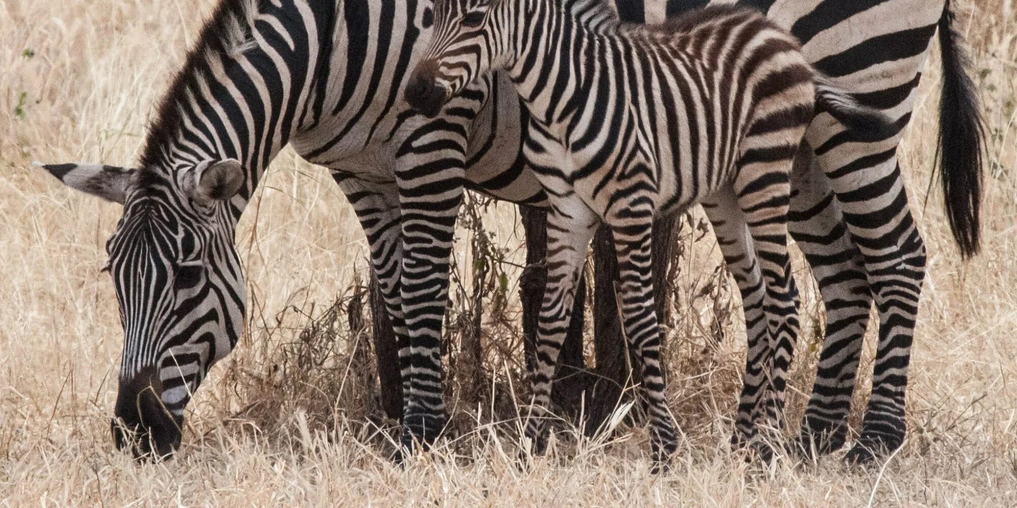 Зебра. Зебра маскировка. Животные Африки. Необычные животные Африки. Животные с расчленяющей окраской