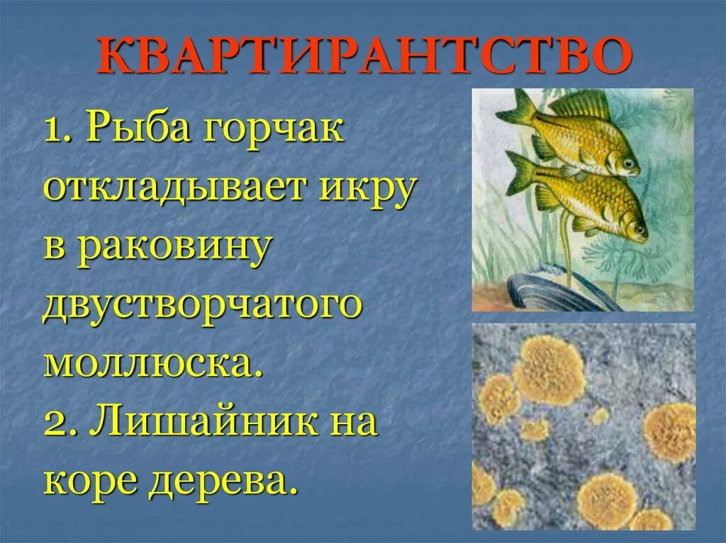 Горчак и беззубка тип взаимоотношений. Квартирантство в биологии. горчак откладывает икру. рыба откладывает икру. горчак и моллюск тип взаимоотношений.