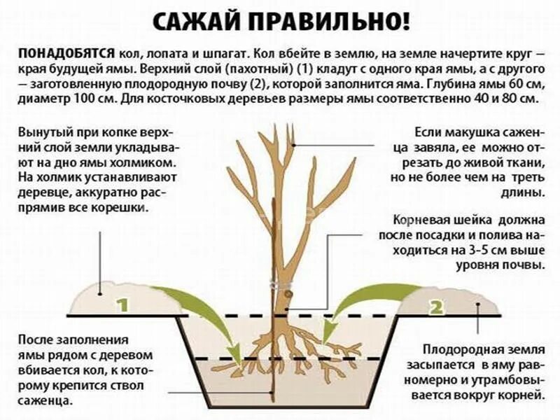 Как посадить вишню весной в средней полосе. Схема посадка черешни весной. посадка вишни и черешни весной. схема высадки вишни. глубина посадочной ямы для вишни.