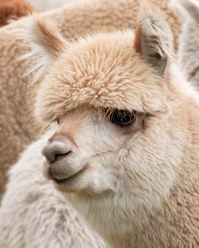 Лама гуанако. Лама фото. Лама фото. Say hello лама. 3 4 лама.