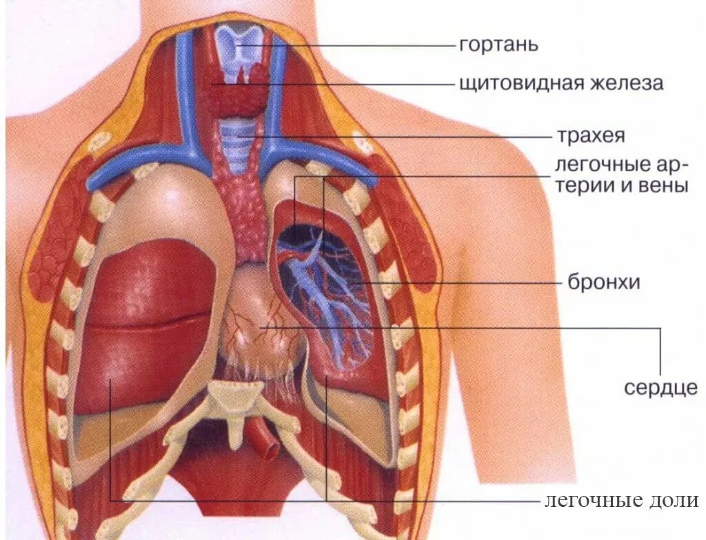 Органы человека схема с названиями и фото