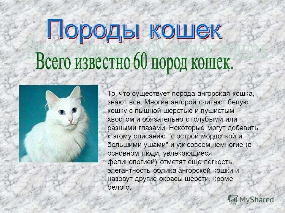 Белая кошка характеристика