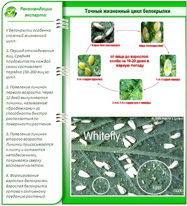 Белокрылка как избавиться быстро и эффективно. Цикл развития белокрылки тепличной. Тепличная белокрылка цикл развития. Фаза развития белокрылки. Размножение белокрылки цикл.