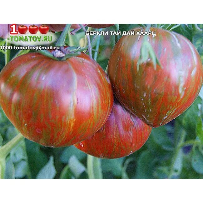 Томат беркли тай дай хаат. Томат berkeley tie-dye. Томат беркли тай дай хаат отзывы. Томат беркли тай. Томат беркли тай.