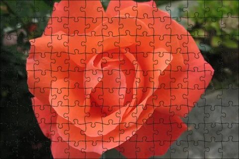 Rose h