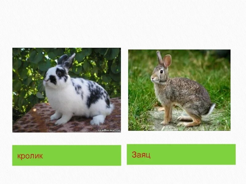 Какое главное различие белки и зайца. Заяц и кролик. Сравнение зайца и кролика. Заяц и кролик отличия. Заяц и кролик разница.