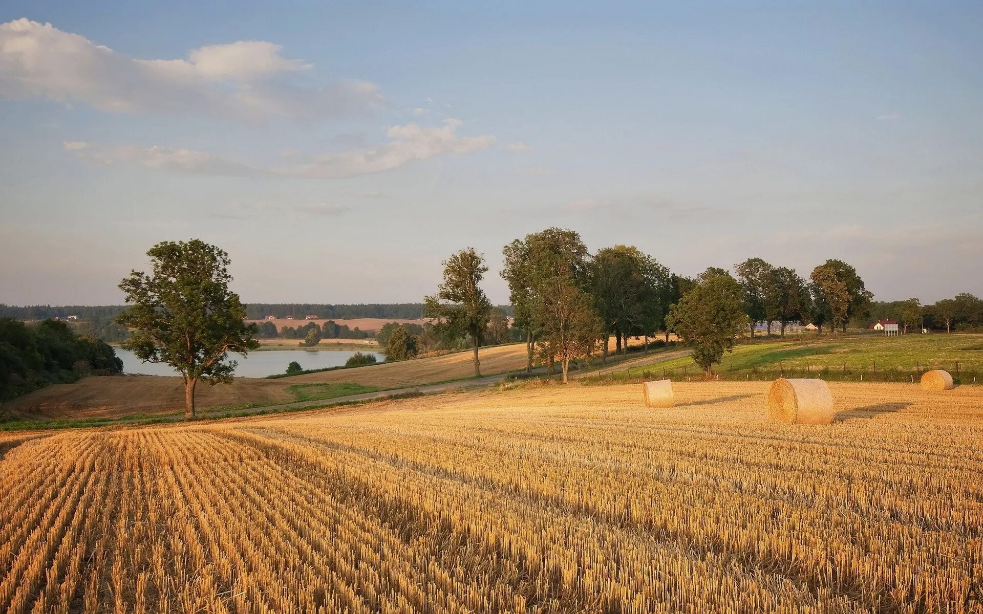 D field