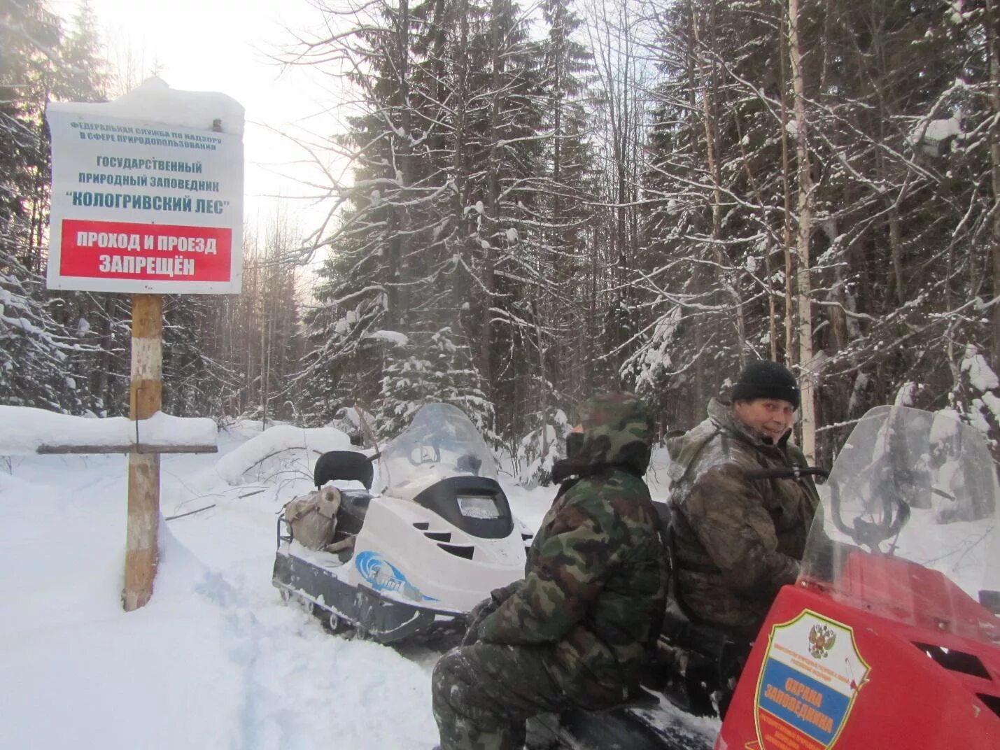 Заповедный лес под усиленной охраной. Кологривский заповедник. Кологривский лес заповедник. Медведь Кологривский лес. Кологривский лес заповедник зимой.