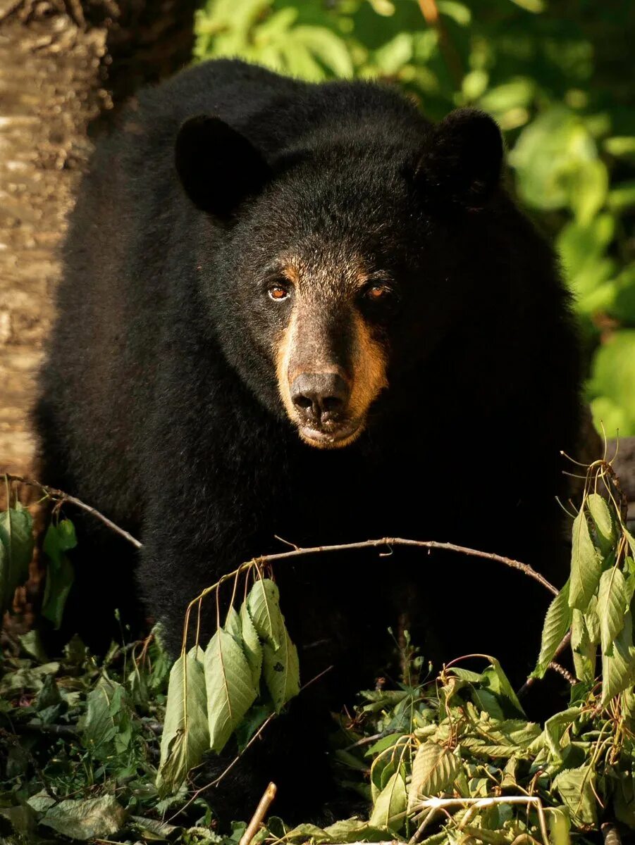 Гималайский медведь. Гималайский медведь и барибал. Ursus americanus luteolus. Чёрный медведь - ursus americanus. Ареал медведя барибала.