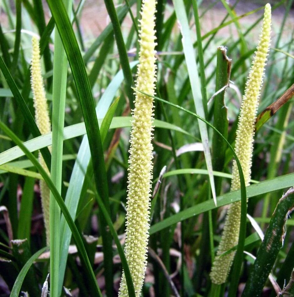 Аир соцветие. Аир злаковый. аир огон. аир злаковидный огон. acorus argenteostriatus.