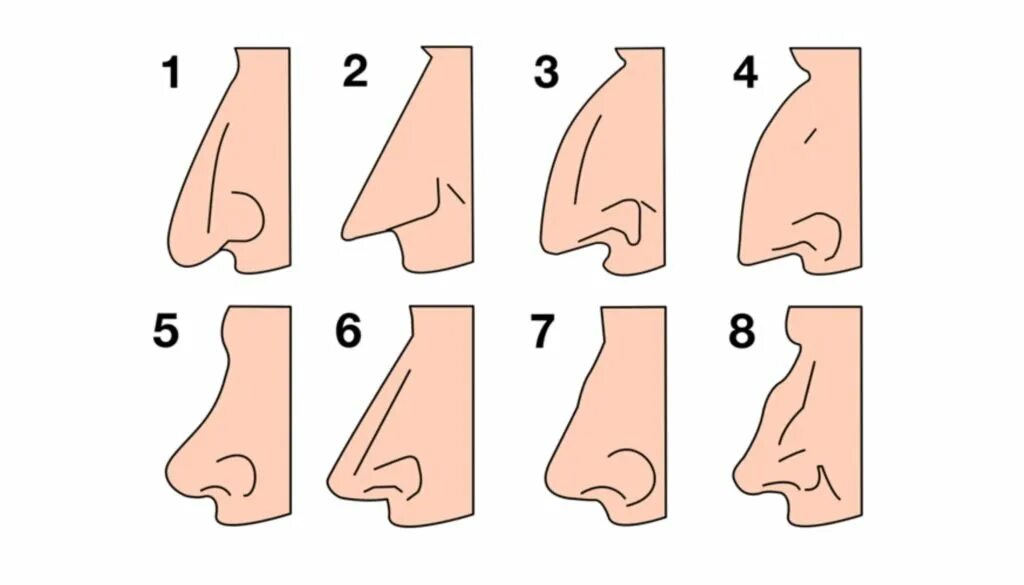 Почему нос назвали носом. Формы Носов. Типы Носов у женщин. Виды форм Носов. Формы Носов у человека.