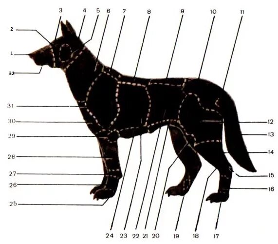 Рост (высота в холке) овчарка. Схема замеров немецкой овчарки. Что значит в холке. Загривок у собаки. Измерение роста собаки в холке.