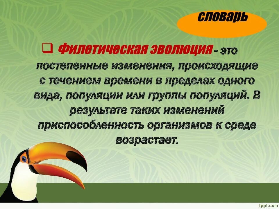Происходит видообразование в современную эпоху. Филетическое видообразование. микроэволюция видообразование. филетическое видообразование это в биологии. микроэволюция доказательства эволюции.