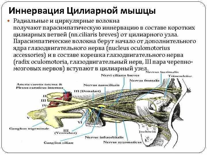 Иннервирует гладкие мышцы. Мышца Брюкке иннервация. Двигательные волокна цилиарного узла. Мышцы цилиарного тела и их иннервация. Иннервация цилиарной мышцы.