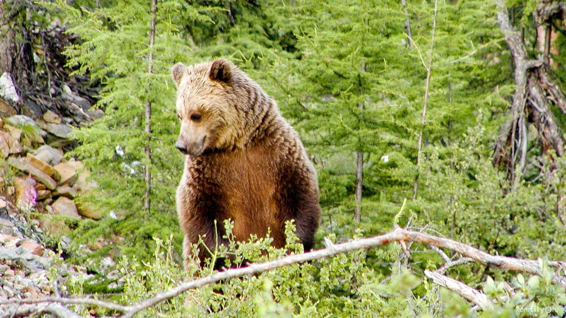 Бурый медведь в тайге. Бурый медведь в тайге России. Олёкминский заповедник бурый медведь. Животный мир тайги бурый медведь.