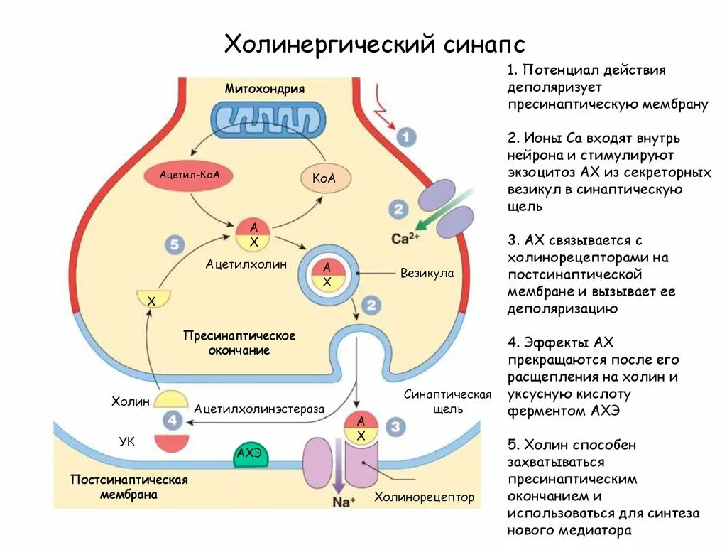 Строение и функции холинергического синапса фармакология. Строение холинергического синапса. Холинергический Рецептор строение. Строение и физиология холинергического синапса. Содержит ферменты осуществляющие апоптоз