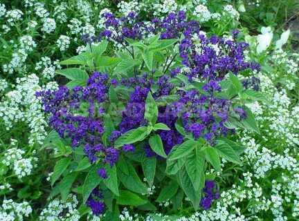 Какие цветы душистые