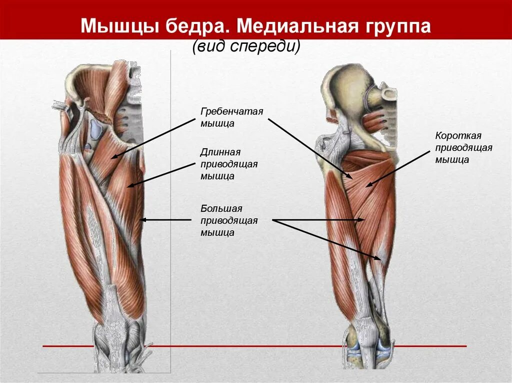 Функции приводящих мышц. Мышцы бедра передняя группа анатомия. Мышцы бедра вид спереди анатомия. Мышцы бедра Синельников. Малая приводящая мышца бедра функции.