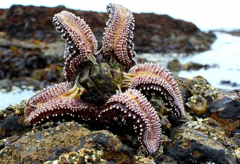 Какое морское создание