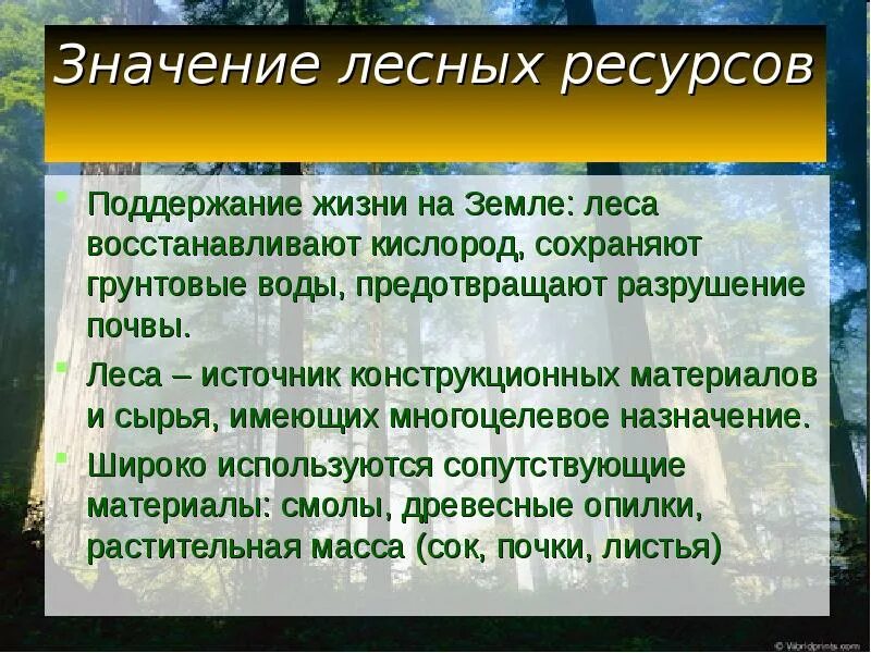 Значение ресурсов для человека. Значение лесных ресурсов. лесные ресурсы значение. характеристика лесных ресурсов. презентация на тему лесные ресурсы.