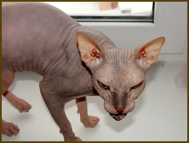 Маленькое исчадие ада жило в огайо. Сфинкс кошка исчадие ада. Коты исчадье ада порода. Исчадие ада надпись. Книга монстров.