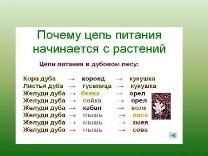 Опавшая листва цепь питания