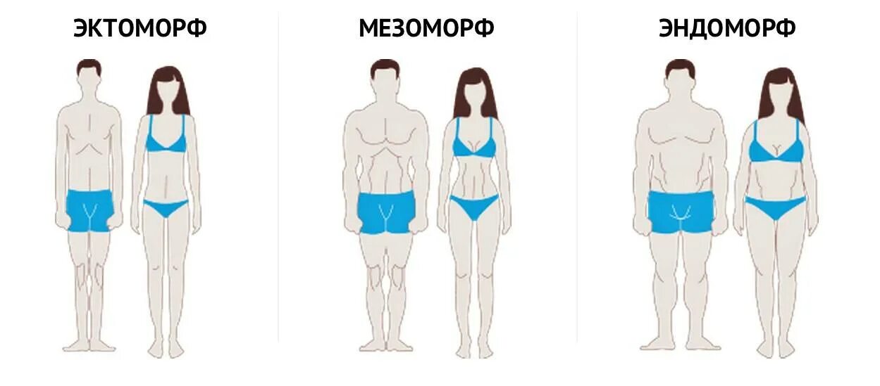 Как девушки определяют мужчин. Типы фигур эктоморф эндоморф мезоморф. Типы телосложения человека эктоморф мезоморф эндоморф. Тип телосложения мезоморф. Типы фигуры мезоморф эктоморф.