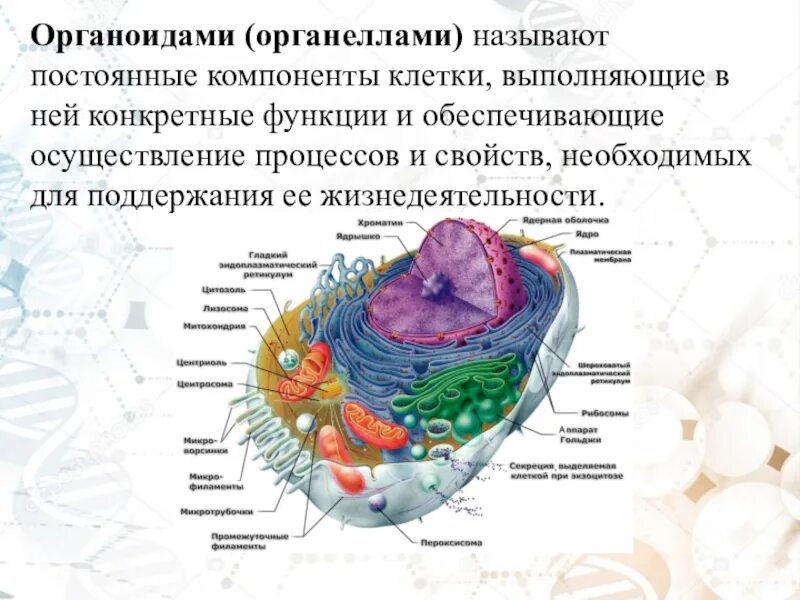 Основные компоненты клеток эукариот. Функции органелл эукариотической клетки. Строение клеточных органелл. Функции органелл эукариотической животной клетки. Органоидами клетки эукариотической являются