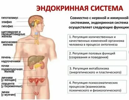Конспект железы внутренней секреции и их функции