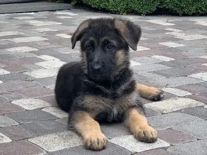 Овчарка полтора года