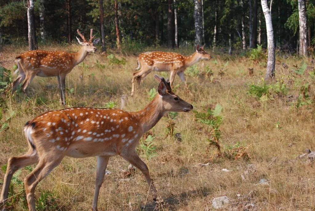 Заповедник пятнистых оленей. Уссурийская тайга пятнистый олень. Лазовский заповедник пятнистый олень. Хопёрский заповедник пятнистый олень. Оленья ферма алмак.