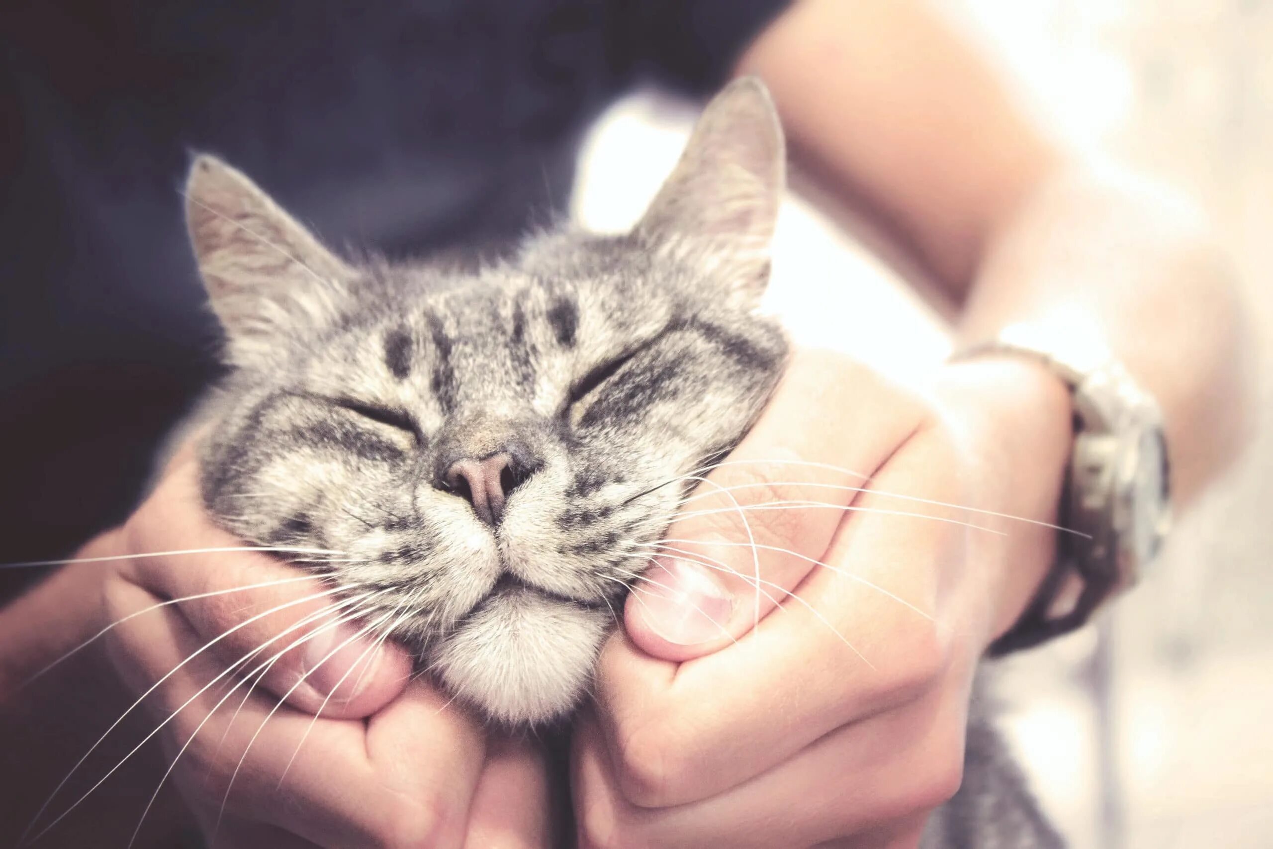 Кот ластится. Счастливый кот. довольный кот. радостный котик. кошки любовь.