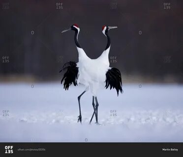 Журавли женский