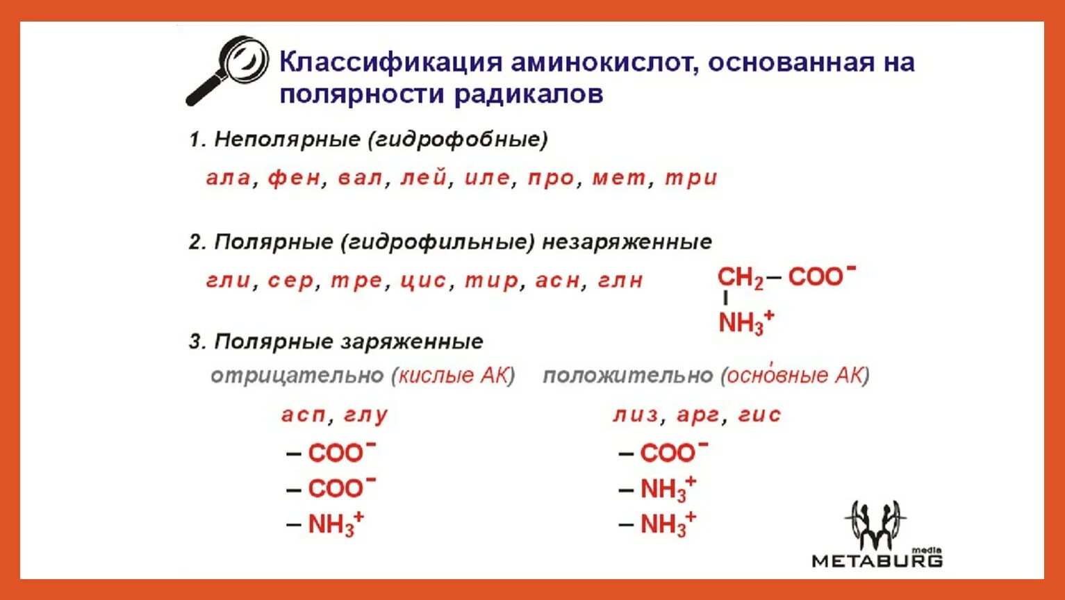 Гидрофобные радикалы повернуты внутрь. Электрохимическая классификация аминокислот. Структурная классификация аминокислот. Классификация аминокислот по гидрофобности радикалов. Классификация аминокислот по полярности радикалов.