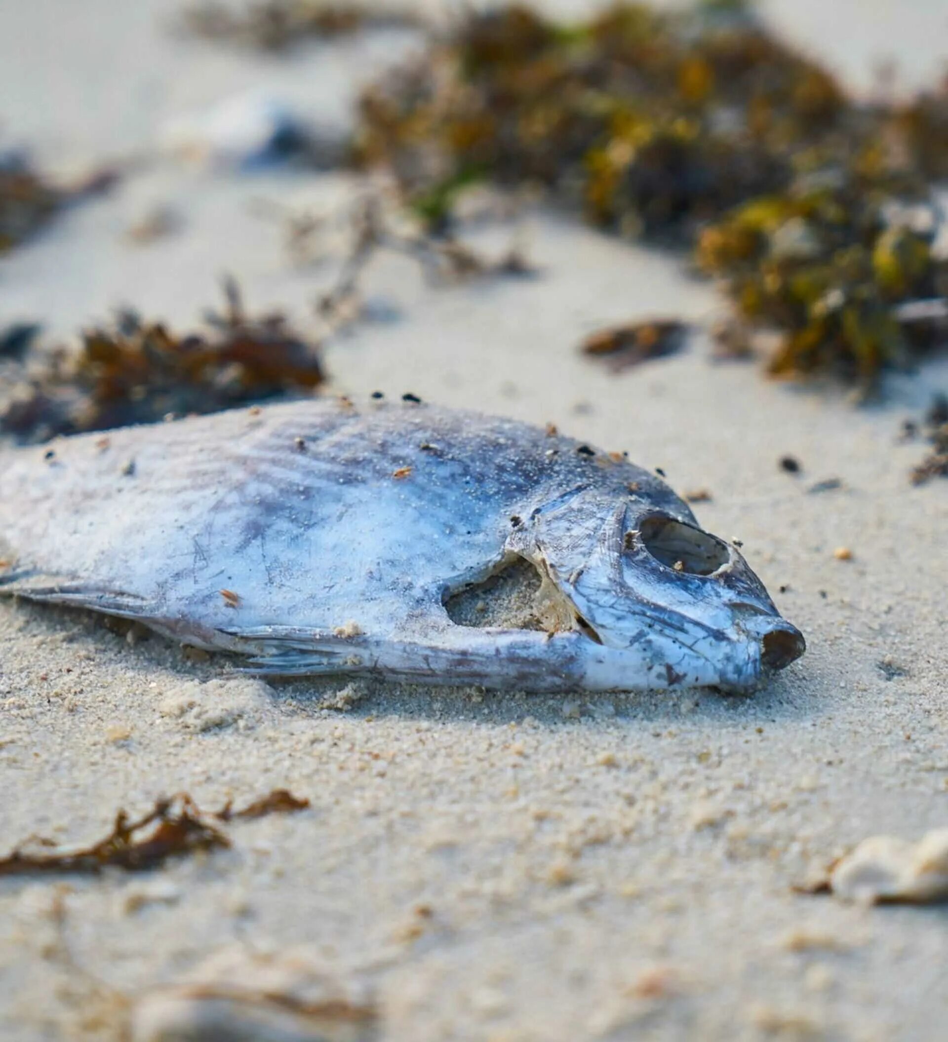 Мертвая рыба на берегу. Вымирание рыб. К чему снятся мертвые рыбы в воде