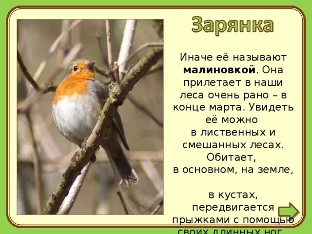 Решите судьбу зарянки