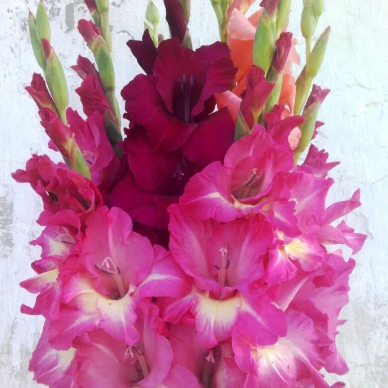 Pink & Orange Send flowers online, Flowers online, Gladiolus arrangements