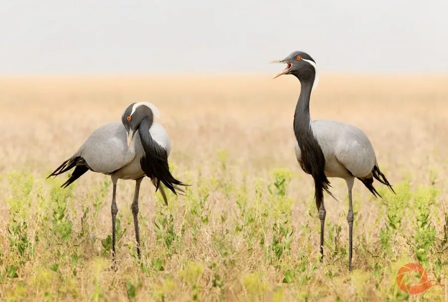 Серый журавль стерх. Даурский красавка. Индийский журавль. Журавль новой каледонии 4. Журавль красавка в калмыкии.
