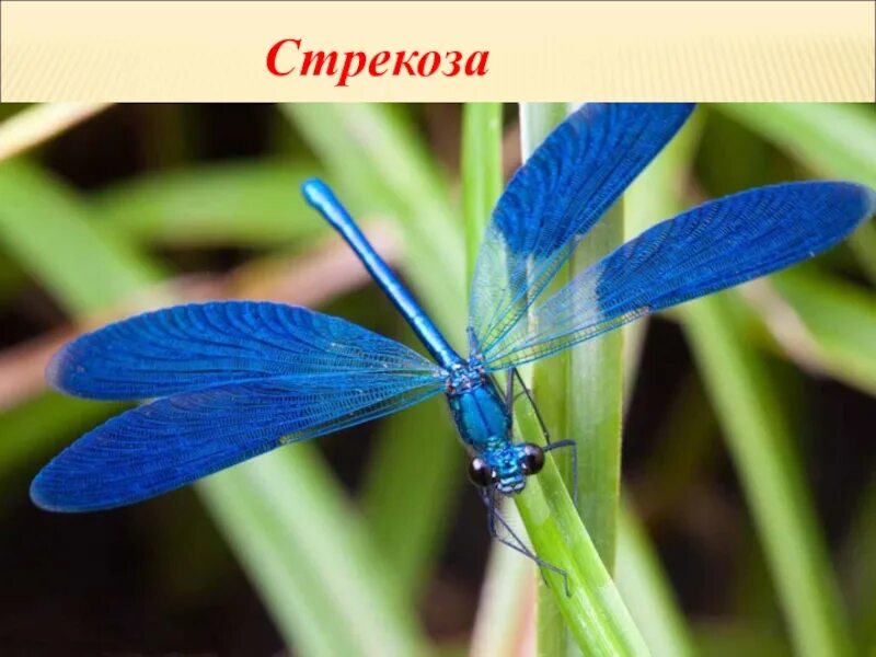 Михаил пришвин голубая стрекоза. Иллюстрация к произведению голубая стрекоза. Голубая стрекоза пришвина. Голубая стрекоза пришвина. Пришвина.