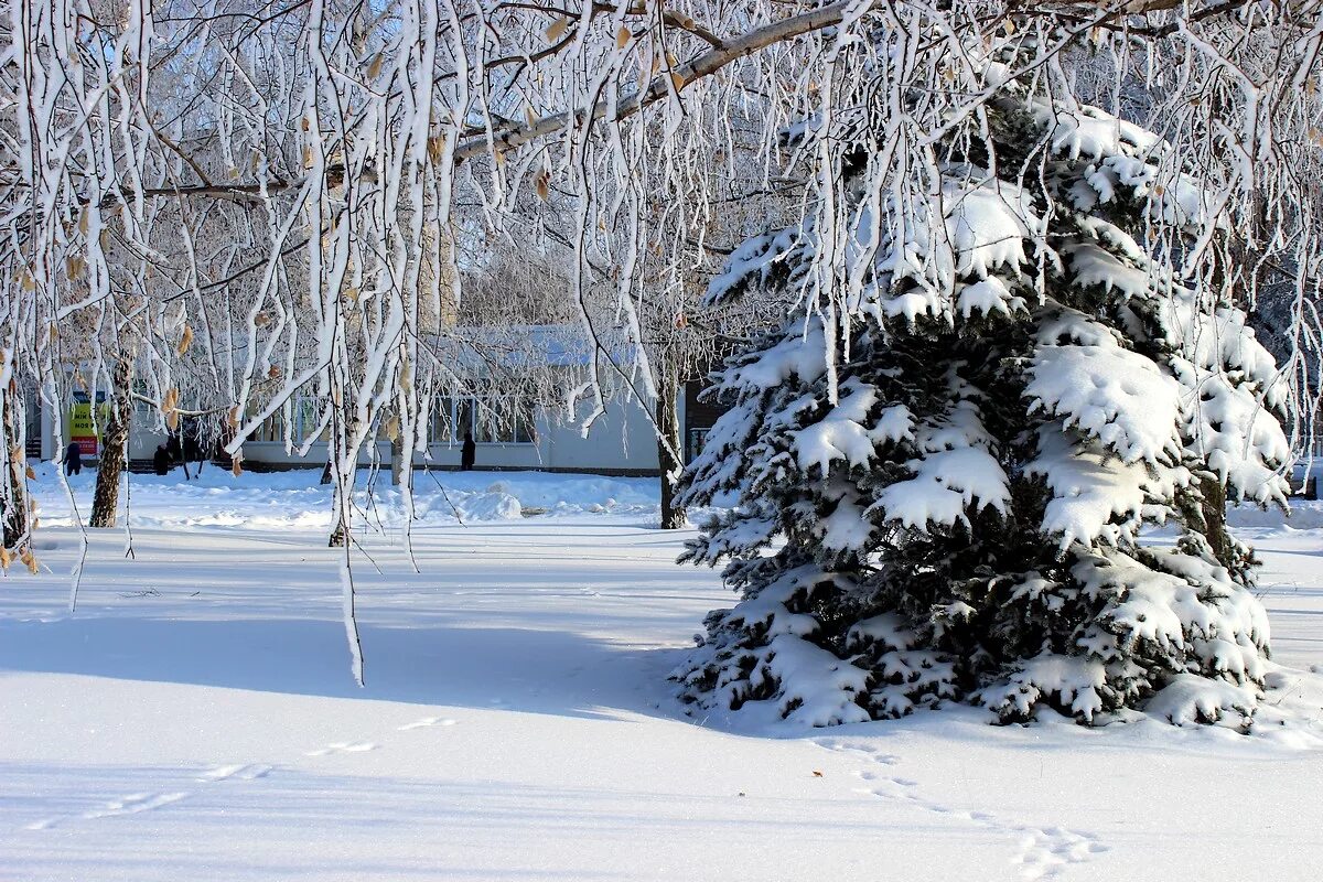 Укрытие деревьев снегом. Снег накрыл деревья. Снег везде. Деревья снежком укутаны.