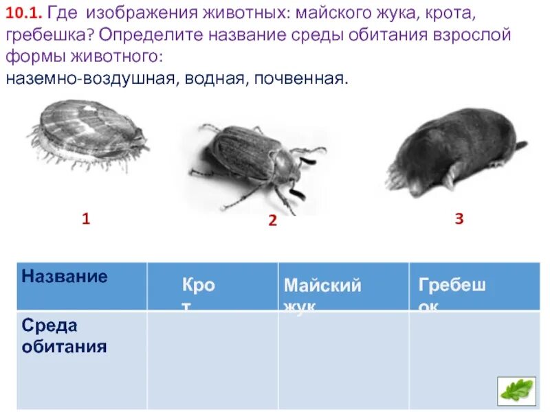 Среда обитания крота. Крот обитатель почвенной среды. Почвенная среда обитания Крот. Приспособления крота. Черты приспособления почвенной среды